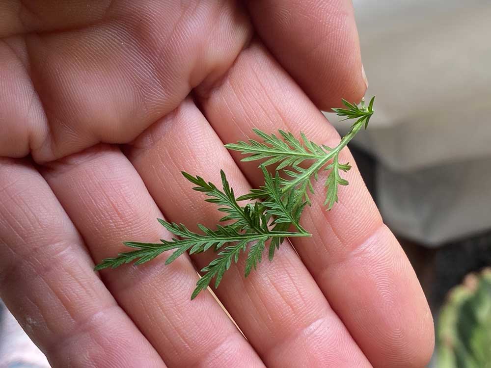 Gesunde Ernährung Diashow